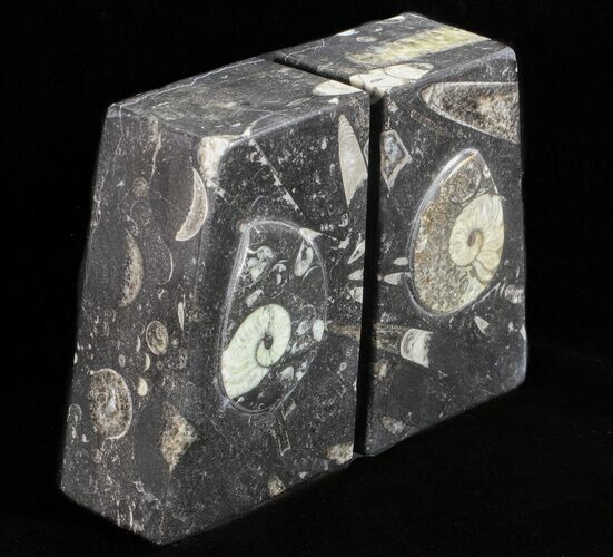 Polished Orthoceras and Goniatite Bookends - Morocco #61330
